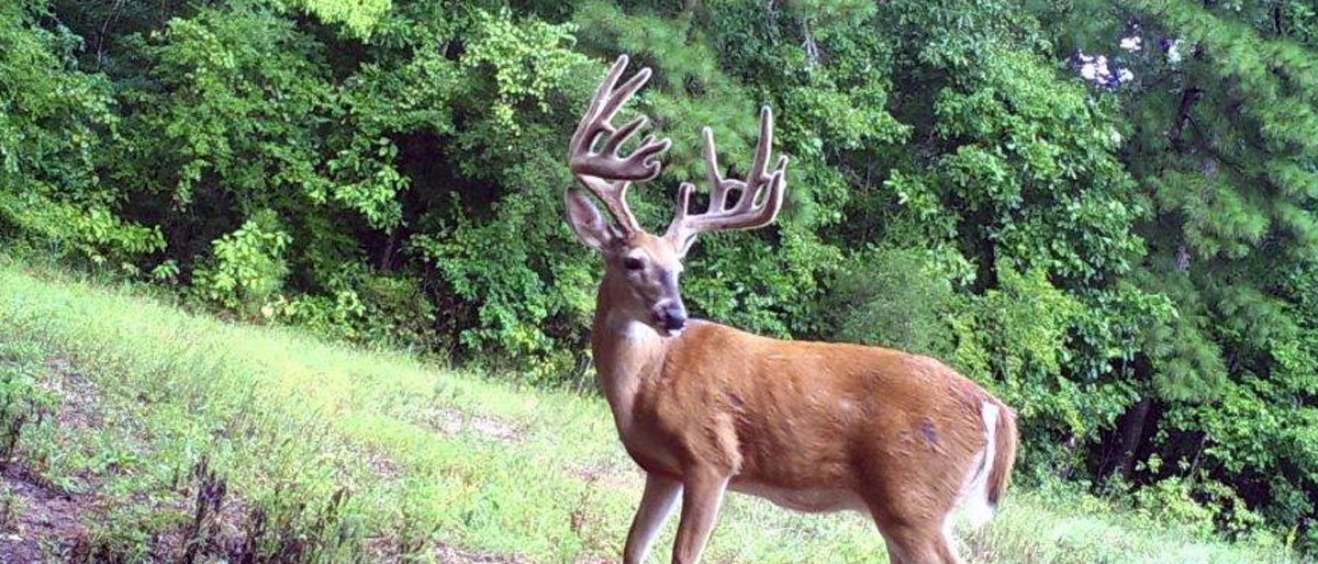 texaswhitetaildeerhuntinglodge Texas Trophy Whitetail Hunting