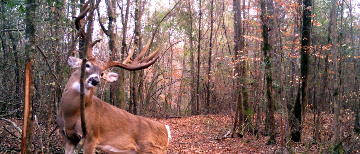 East Texas Deer Hunting