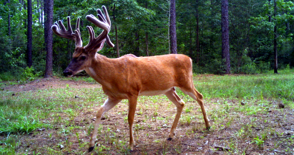 Deer trail photos at C4 Texas Trophy Whitetail Hunting